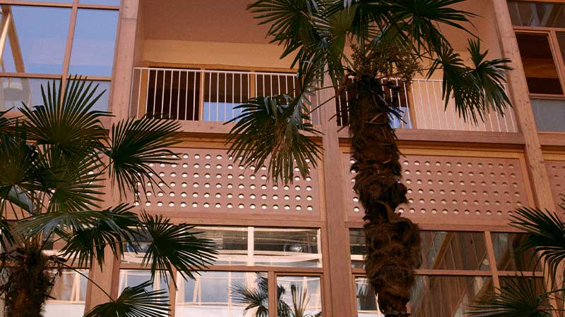 Hotel windows behind the palm trees.